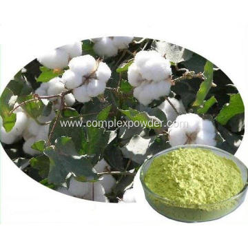 Gossypium herbaceum L. extract of gossypol acetate powder